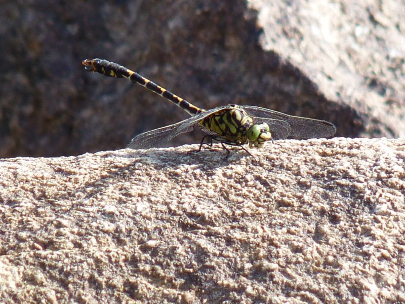 Id. Odonati - Onychogomphus forcipatus forcipatus